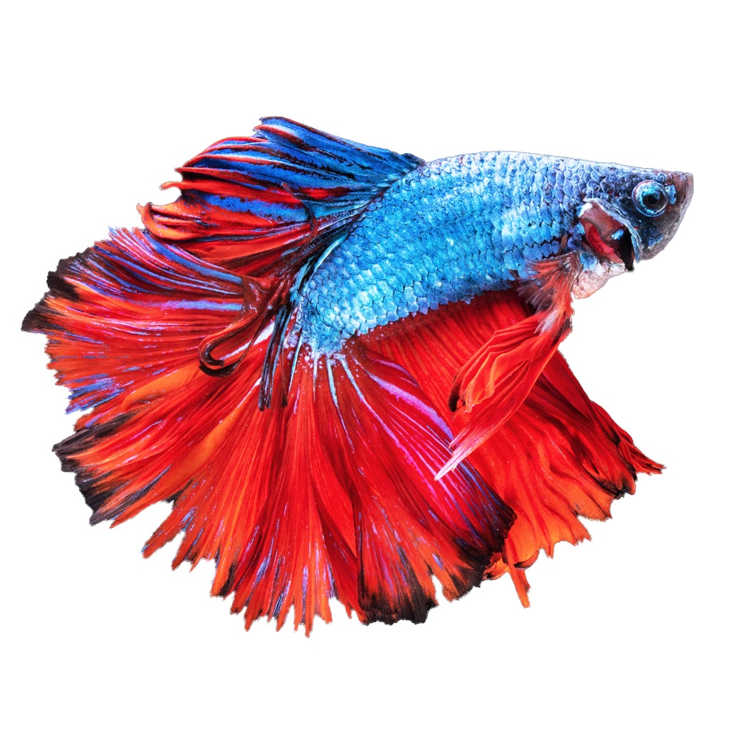 Betta Fish - Virtual Aquarium app icon
