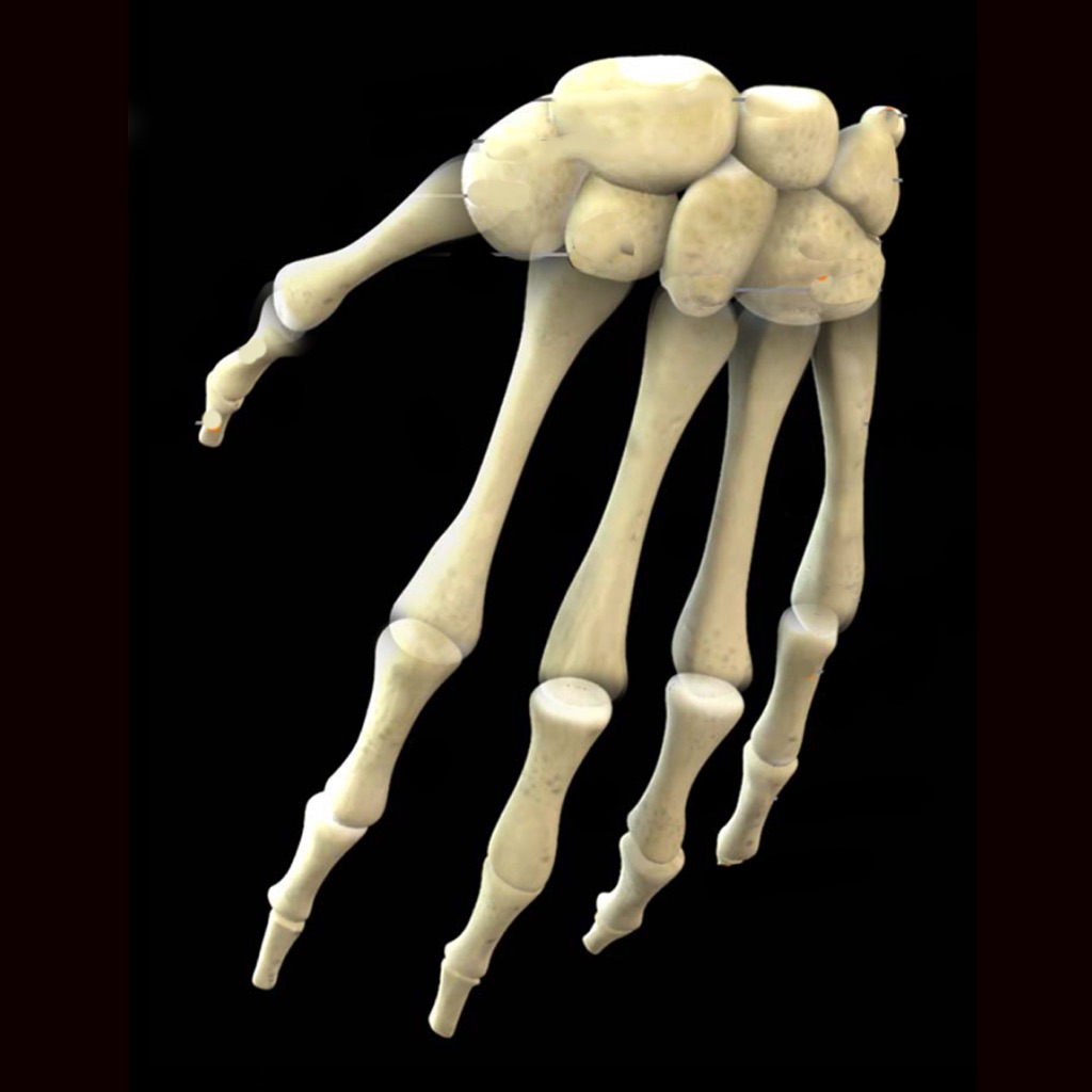 Human Anatomy Study Guide app icon