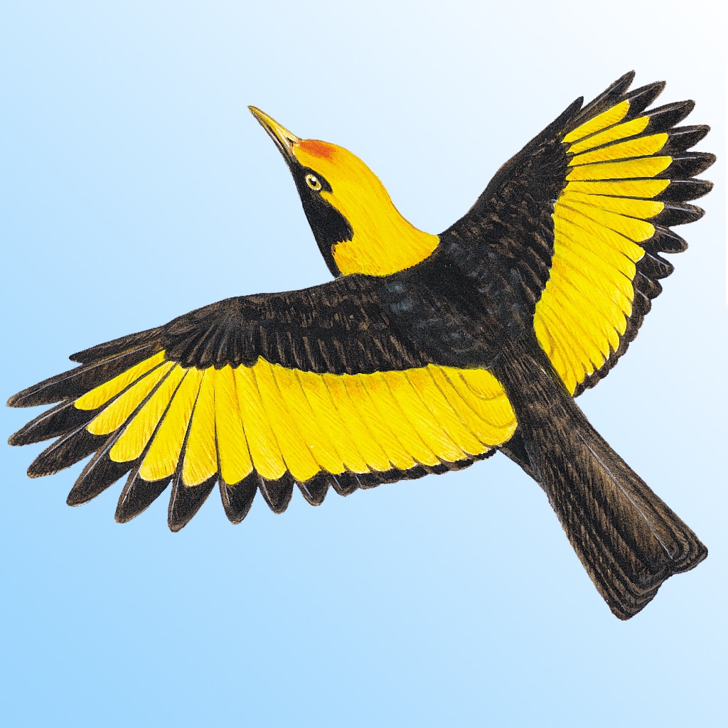 Morcombe & Stewart Guide app icon