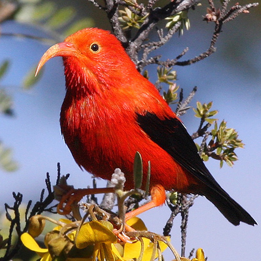 Bird ID Hawaii app icon