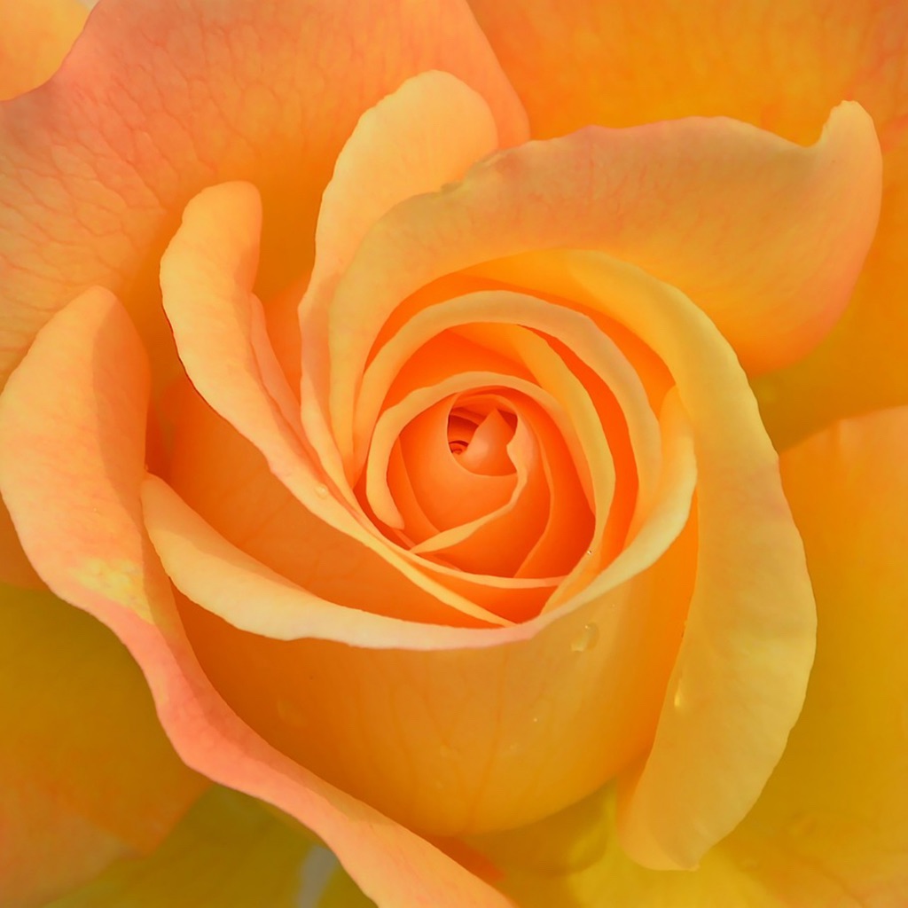 Jardim Feng Shui app icon captured 2026-08-14