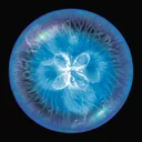 Osmos app icon
