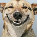 Funny Doge Animated Stickers app icon