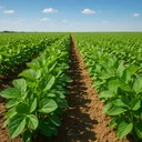 Soybean Yield Estimate app icon