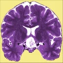 Neuro Toolkit app icon