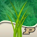 Purdue Turf Doctor app icon