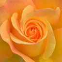 Jardim Feng Shui app icon