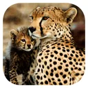 Stuarts’ African Mammals app icon